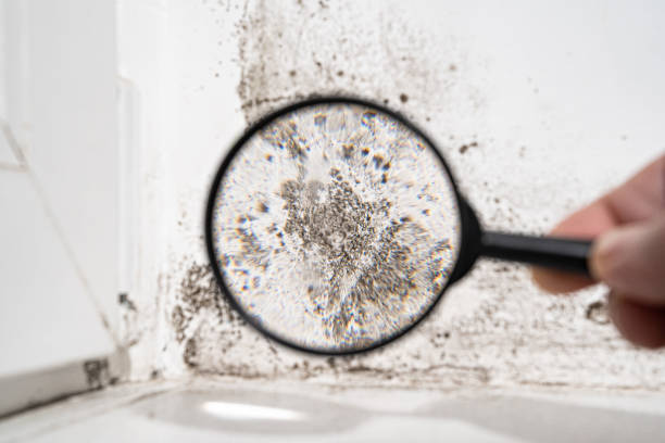 Best Mold Damage Restoration  in USA